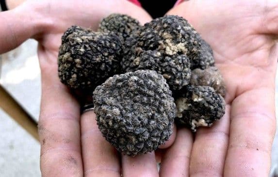 Black summer truffles
