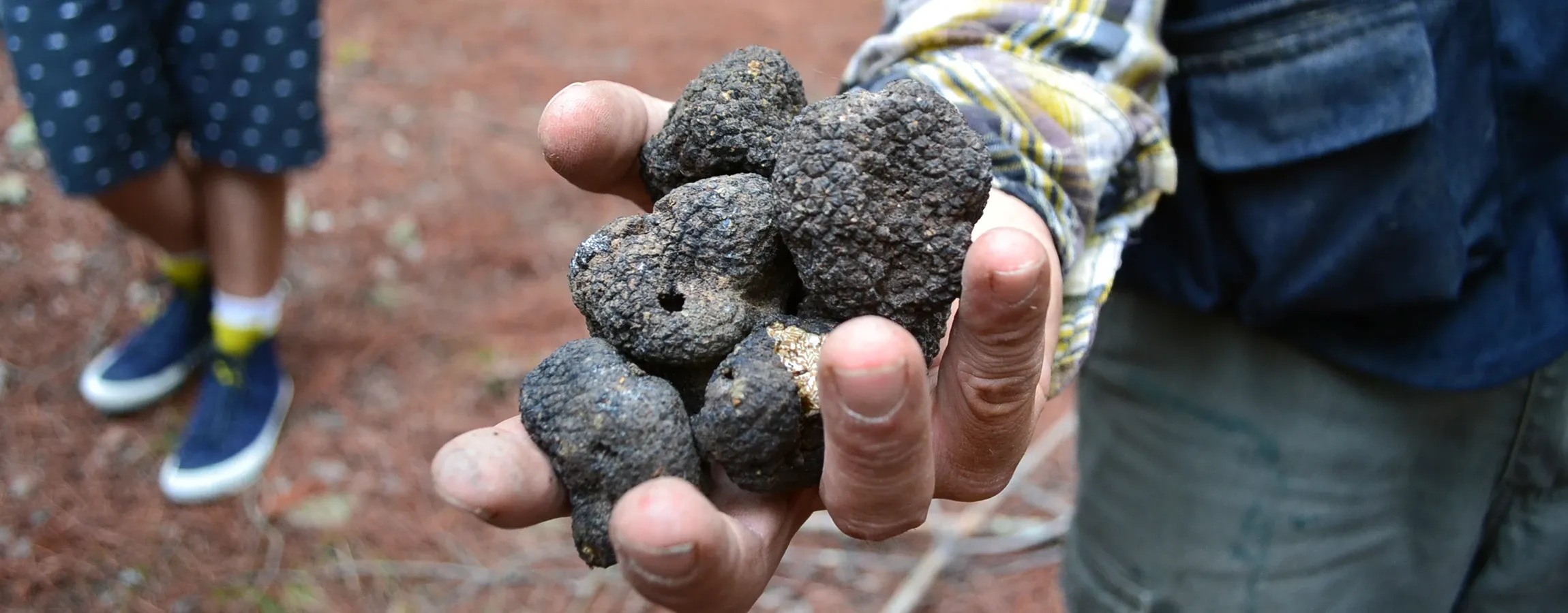 Private Truffle Tours