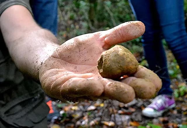 Group of young people truffle hunting in the Tuscan woods before a truffle and wine tasting