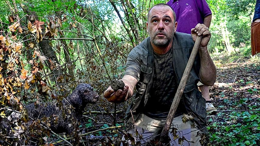 A truffle hunter holding a freshly found truffle beside his trained dog in the Tuscan woods.