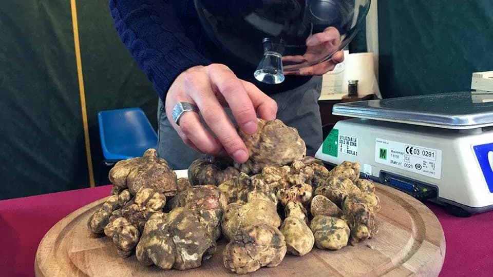 White truffles on a wooden board at a truffle fair stall in San Miniato, Tuscany