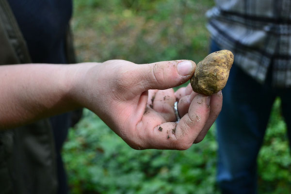 What is a truffle?