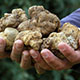 truffle hunting trip italy