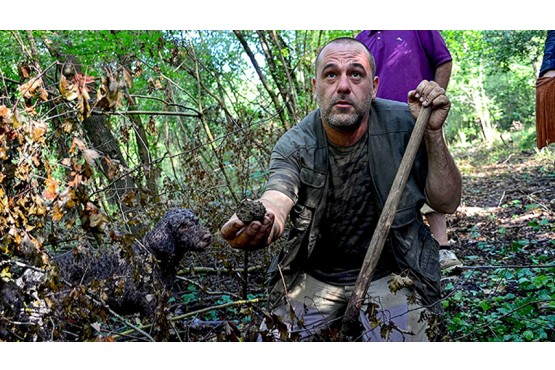 A truffle hunter just found a truffle in the woods in Tuscany during a truffle hunt with its trained dog