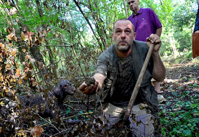 Truffle hunting in Tuscany