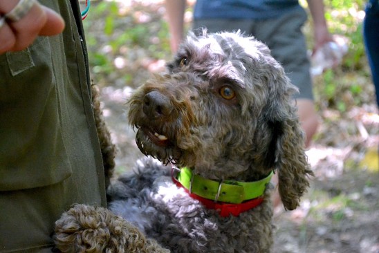 Lagotto Romognolo the best dog to hunt truffles 