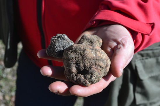 The truffle Bianchetto otherwise called Marzuolo