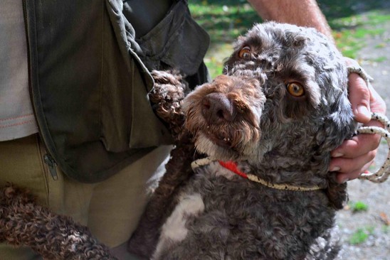 Cioco the Lagotto Romognolo 