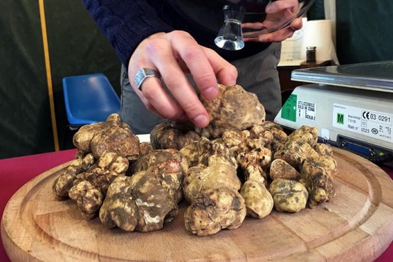 White truffle at San Miniato